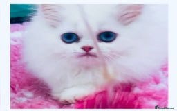 Persian cats for sale: Pure White Persian Girls BLUE EYES & full hearing - Image 14