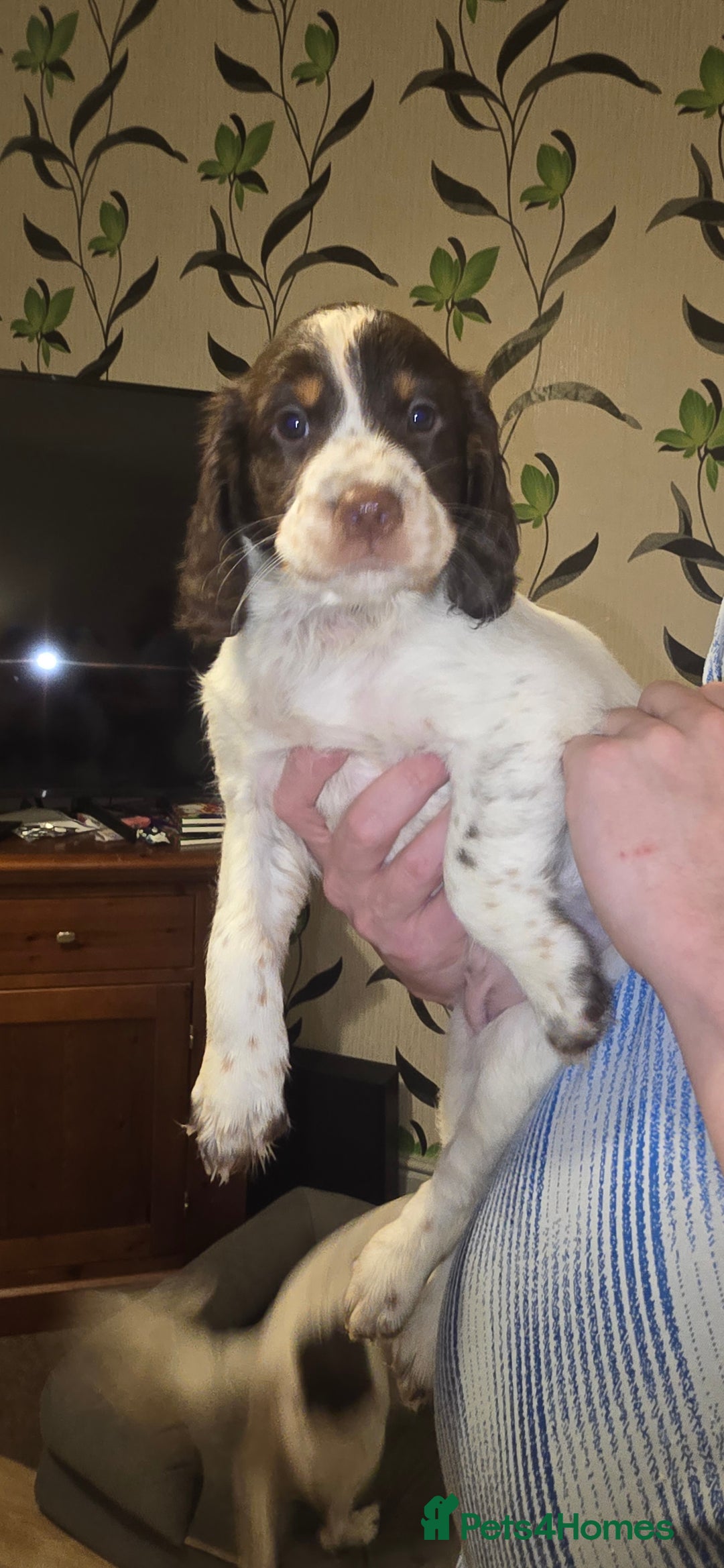 Sprocker dogs for sale: Home-Reared Sprocker Puppies  - Advert 28