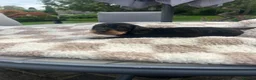 Miniature Dachshund dogs for sale:  🐾 Adorable Miniature Dachshund Puppies 🐾 - Advert 4