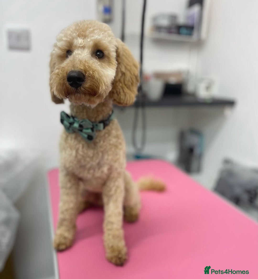 Miniature Poodle dogs for stud: KC Registered Apricot Miniature Poodle in Dronfield - Image 8