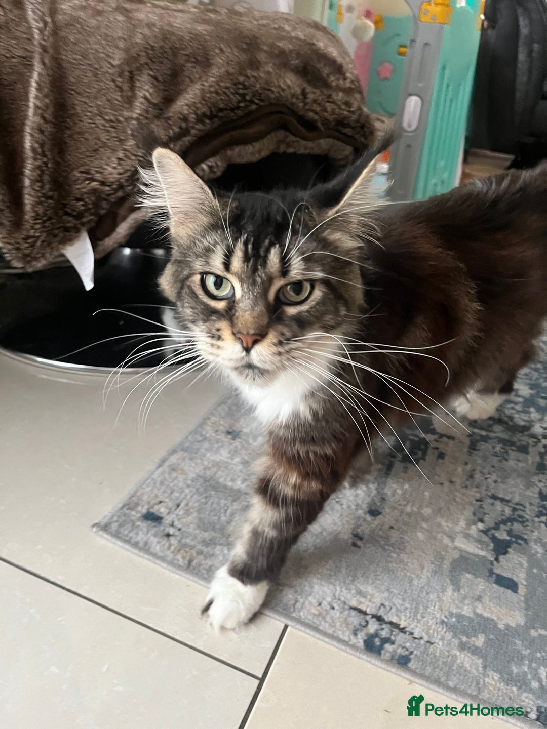 Maine Coon cats for sale: Main coon cross bread  - Advert 1