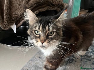 Maine Coon cats Main coon cross bread - Advert 2