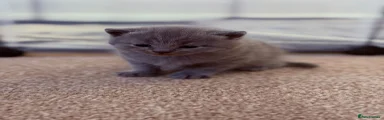 British shorthair 1