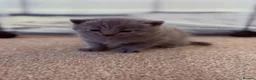 British Shorthair cats for sale: British Shorthair Kittens  - Advert 2
