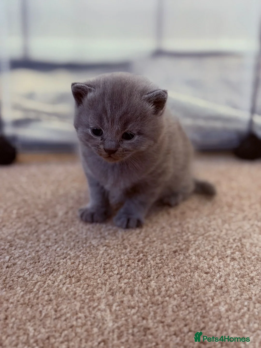 British Shorthair cats for sale: British Shorthair Kittens  - Advert 2