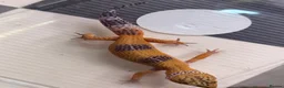 Leopard Gecko reptiles for sale: Mixed baby Leopard Geckos & 1 Black night - Advert 23