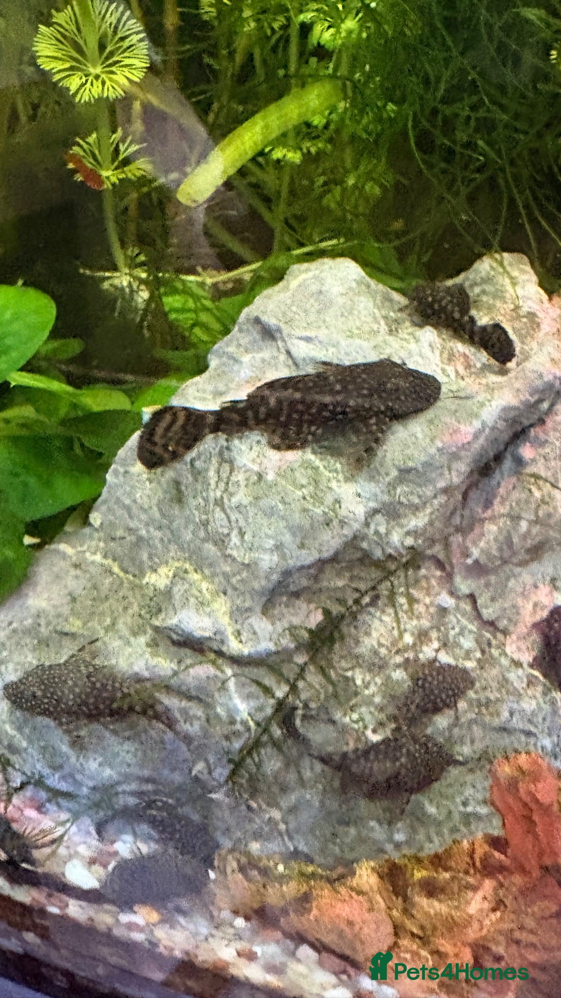 Plecos fish Home-Breed Bristlenose Plecos for Sale in RM8 - Advert 6