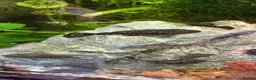 Plecos fish for sale: Home-Breed Bristlenose Plecos for Sale in RM8 - Advert 1