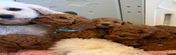 Cavapoochon dogs for sale: Stunning CAVAPOO-CHON Puppies  - Advert 2