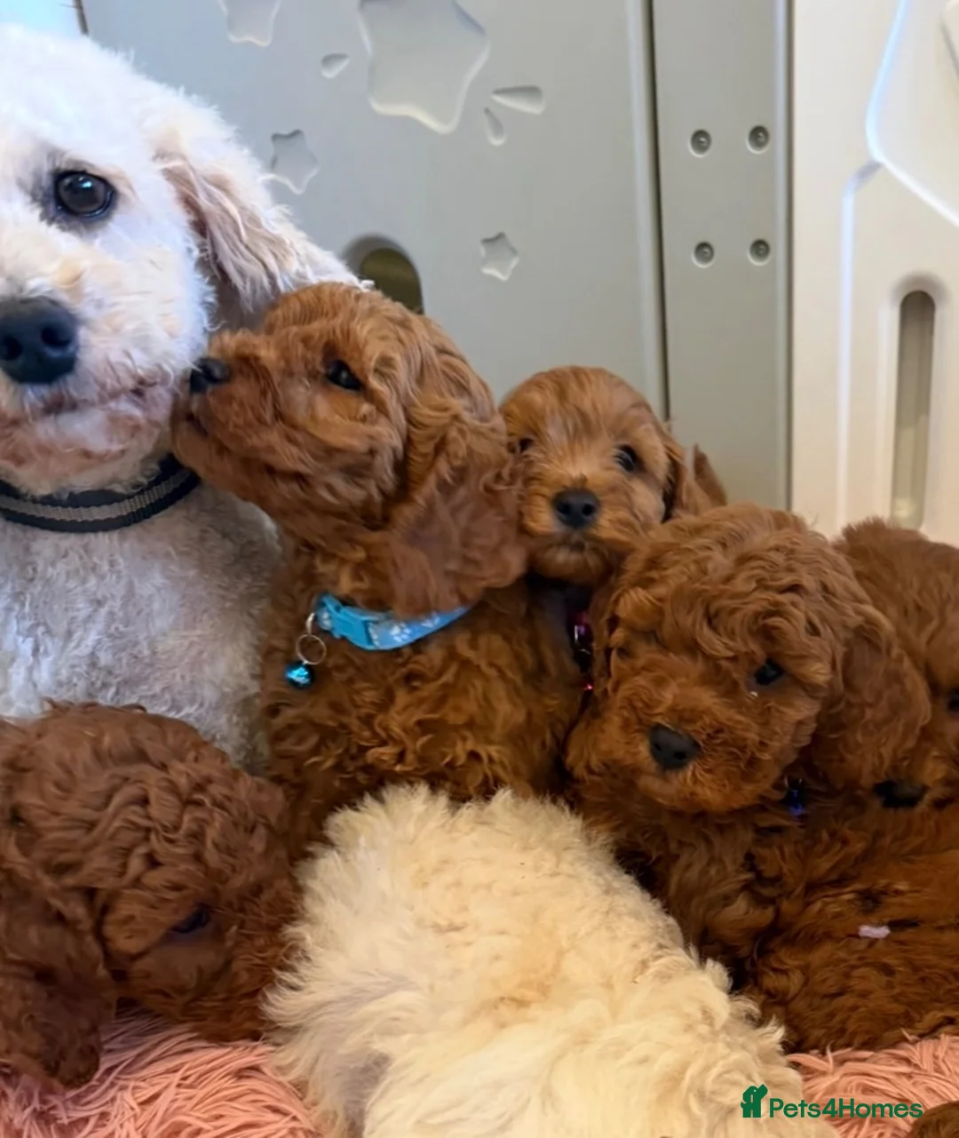 Cavapoochon dogs for sale: Stunning CAVAPOO-CHON Puppies  - Advert 2