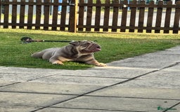 English Bulldog dogs for sale: Beautiful female pedigree bulldog  - Image 3