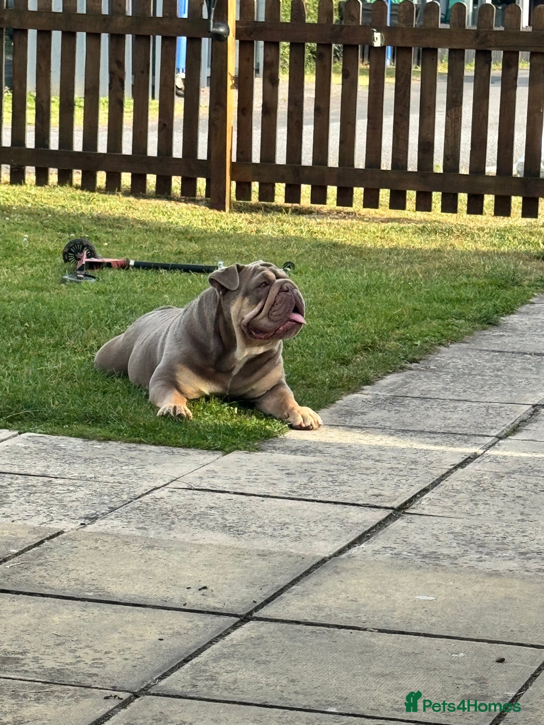 English Bulldog dogs for sale: Beautiful female pedigree bulldog  - Image 3