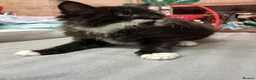 Mixed Breed cats for sale: Very energetic full of love kittens in Ilford - Advert 4