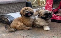 Lhasa Apso dogs for sale: Male Lhasa Apso puppy  - Image 9
