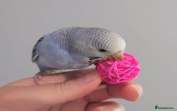 Budgerigars birds for sale: Hand reared silly tame baby budgies  - Image 17