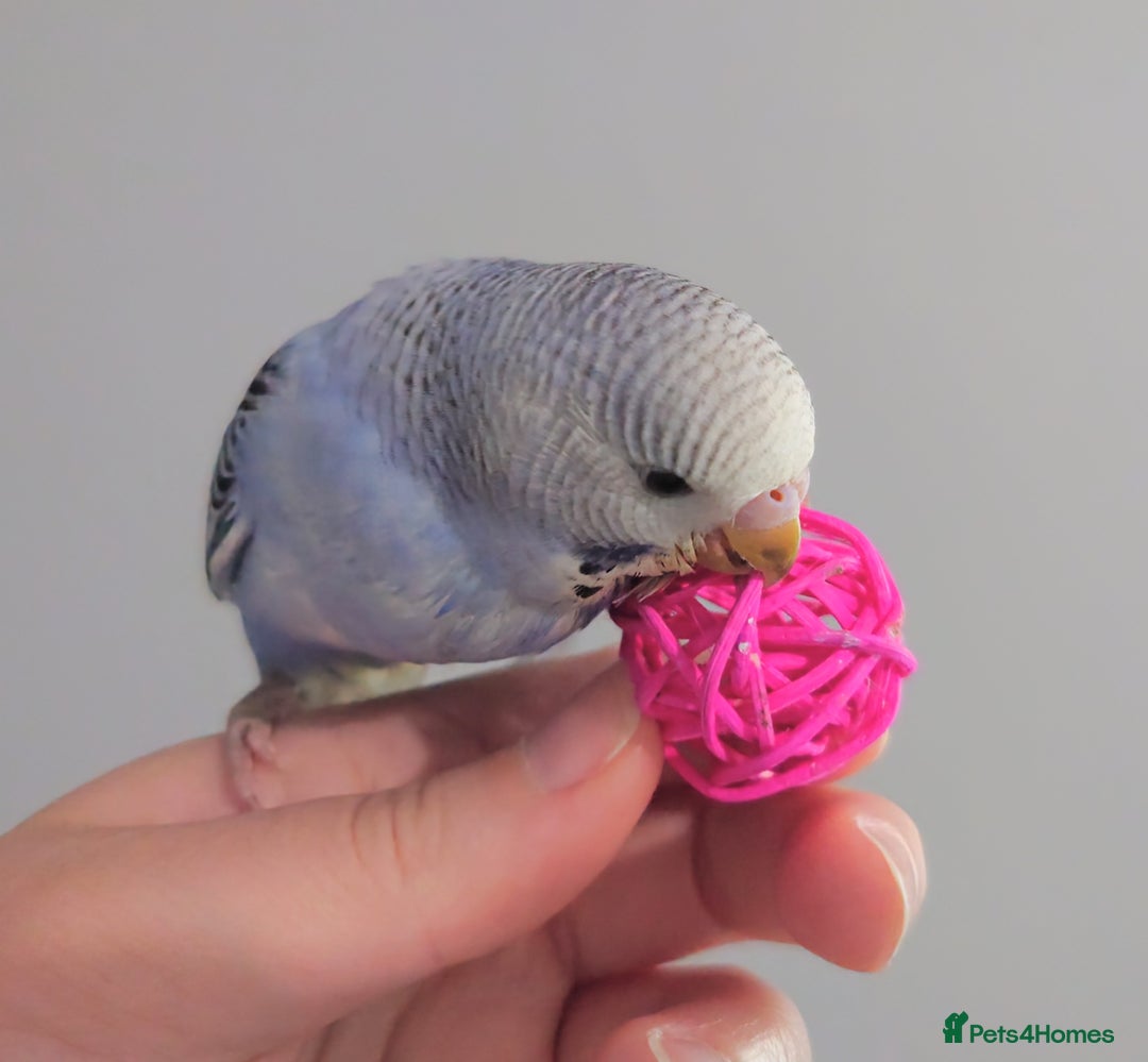 Budgerigars birds for sale: Hand reared silly tame baby budgies  - Image 17