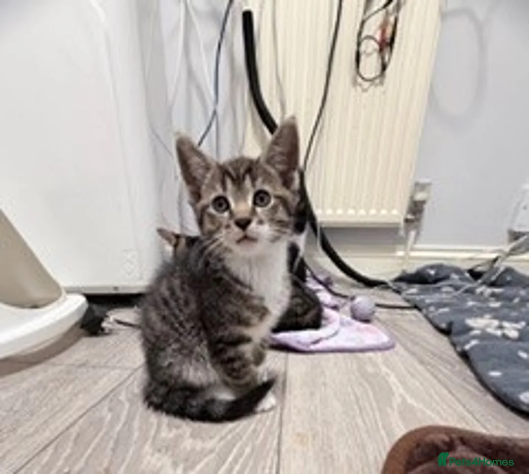 Mixed Breed cats for sale: welcome you to my 3 beautiful kittens in Barnet - Advert 5