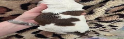 English Springer Spaniel dogs for sale: ⭐️ KC Home Reared Tested Springer Pups ⭐️ - Advert 34