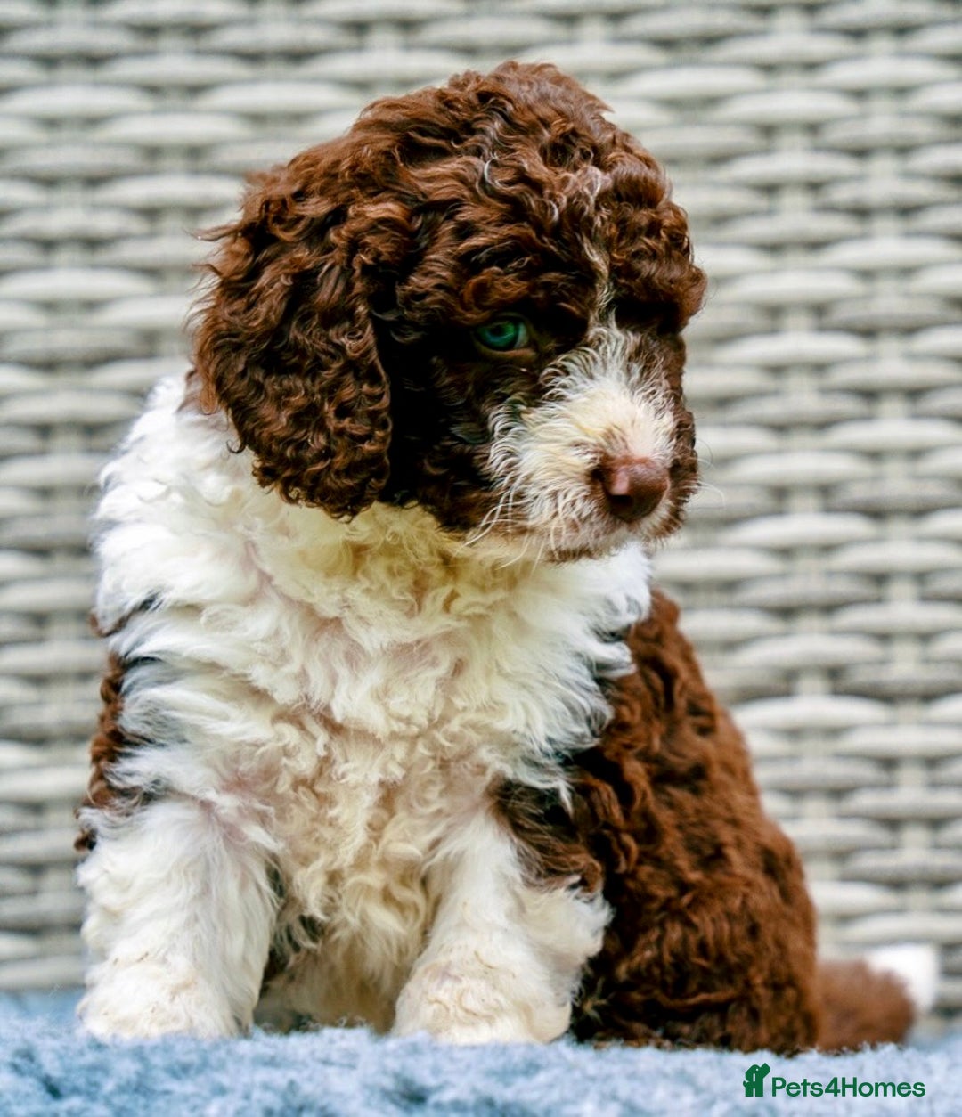 Spanish Water Dog dogs for sale: Spanish Water Dog Puppies  - Image 21