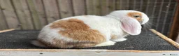 Mini Lop rabbits for sale: Reserved Only 1 baby mini lop left - boy - Advert 10