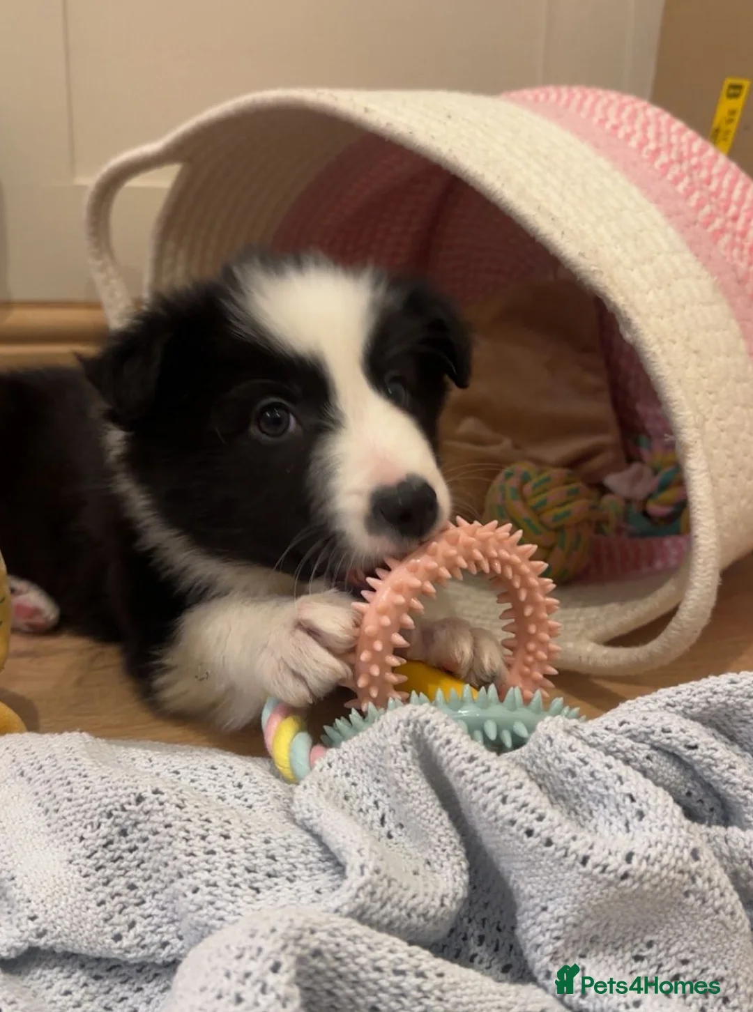 Border Collie dogs for sale: Border Collie Pups ❤️ - Advert 3