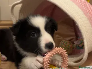 Border Collie dogs Border Collie Pups ❤️ - Advert 3