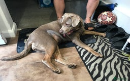 Mixed Breed dogs for sale: Labrador x cane corso - Image 2