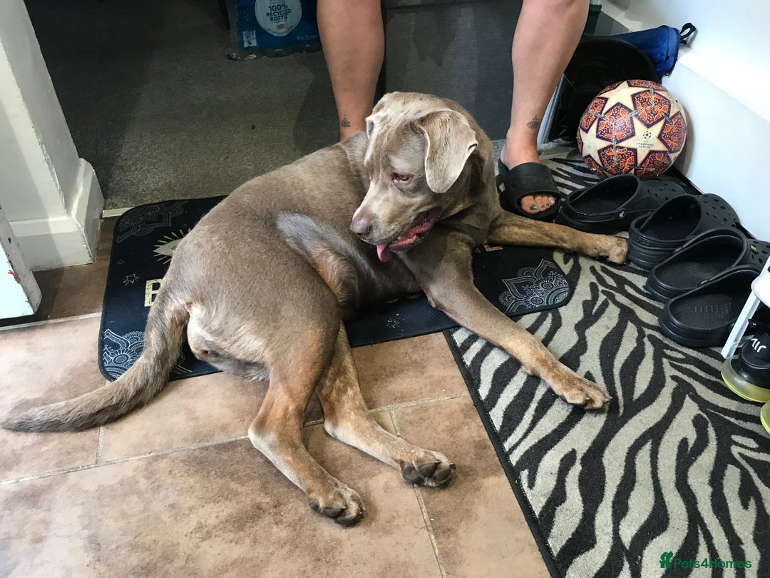 Mixed Breed dogs for sale: Labrador x cane corso - Image 2