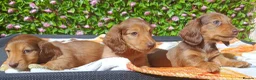 Miniature Dachshund dogs for sale: READY NOW LH SHADED CREAM MINI KC REG PRA CLEAR - Advert 5