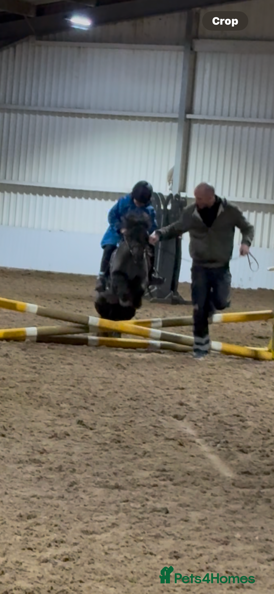 Shetland pony horses for sale: Mothers Dream first pony  - Advert 8