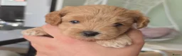 Maltipoo dogs for sale: Maltipoo lovely, cutest puppy - Advert 14