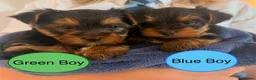 Yorkshire Terrier dogs for sale: Miniature Yorkie Puppies - Advert 2