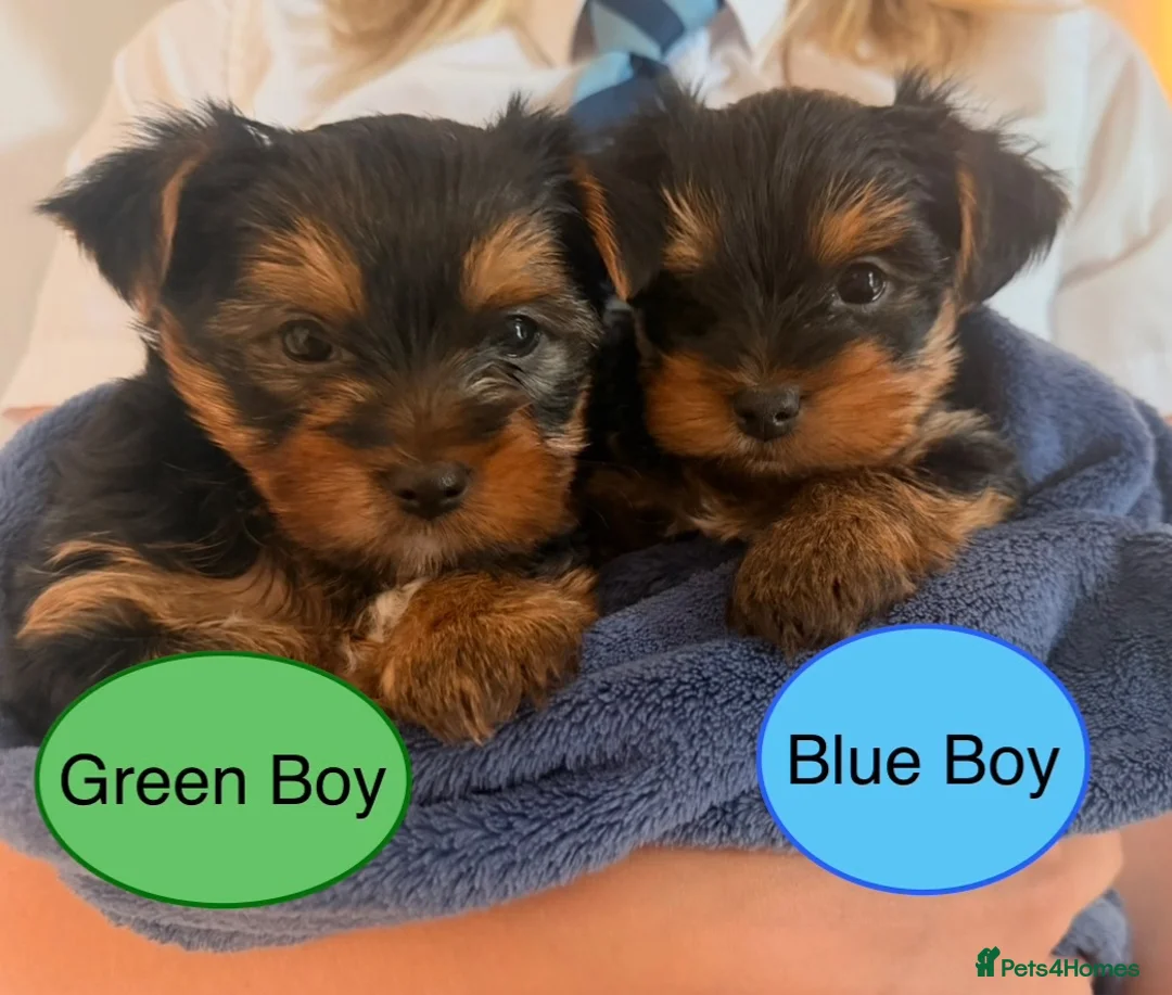 Yorkshire Terrier dogs for sale: Miniature Yorkie Puppies - Advert 2