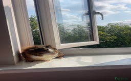 Guinea Pig rodents for sale: Male guinea pig  - Image 3