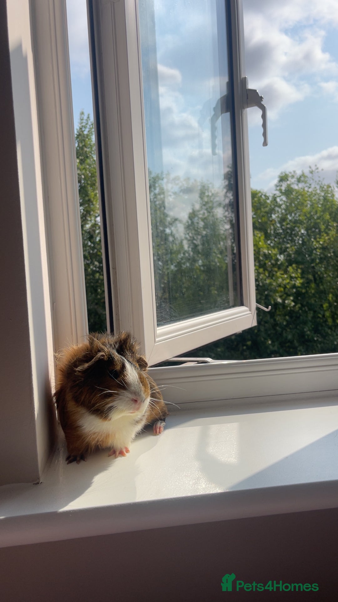 Guinea Pig rodents for sale: Male guinea pig  - Image 3