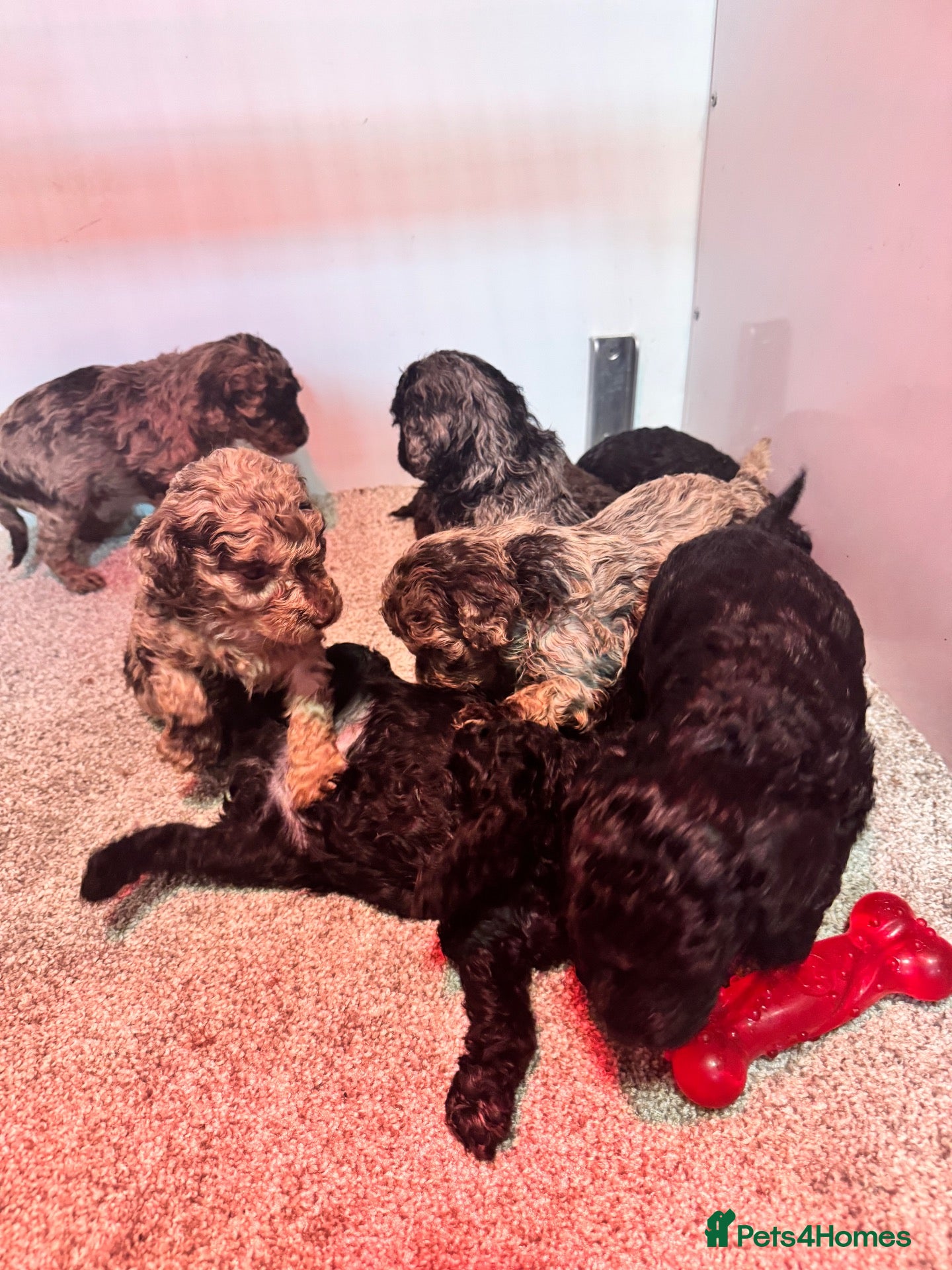 Cockapoo dogs for sale: Stunning F1bbb toy cockerpoo  - Advert 13