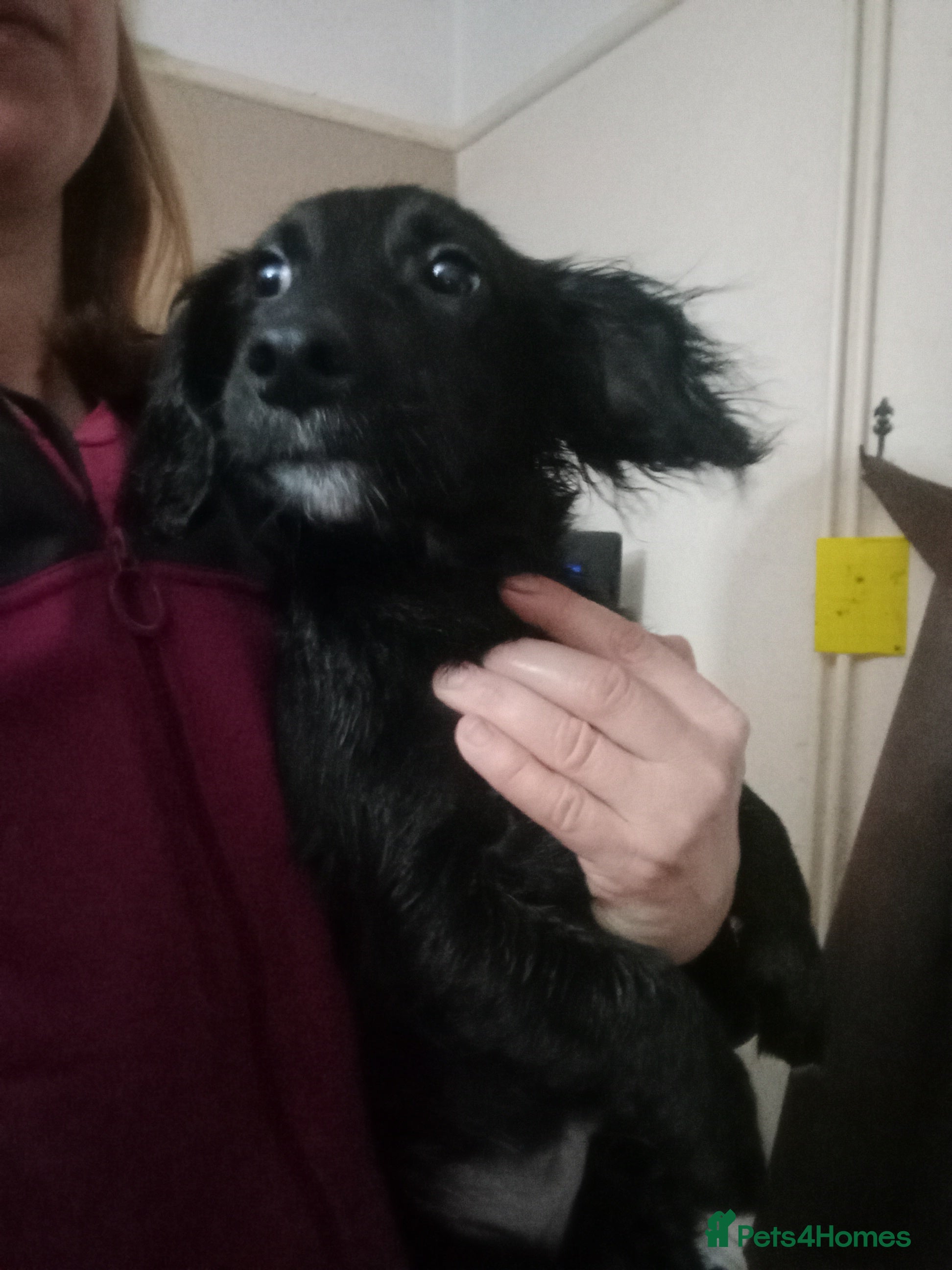 Mixed Breed dogs  Cockapoo x Jack Russell LAST one DNA clr Mum - Advert 5