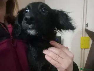 Mixed Breed dogs Cockapoo x Jack Russell LAST one DNA clr Mum - Advert 5