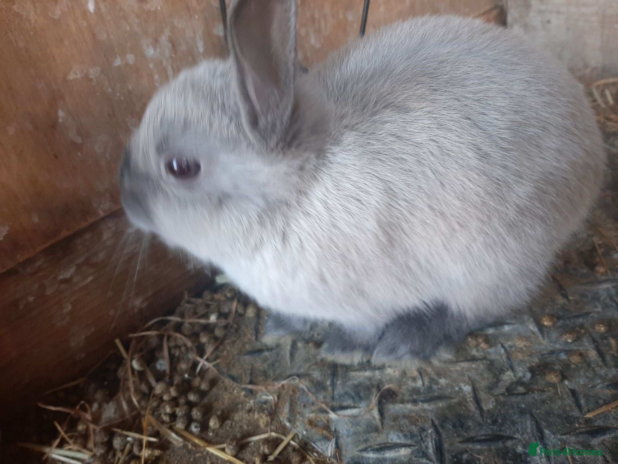 Netherland Dwarf rabbits Gorgeous Netherland Dwarf bunnies - Advert 1