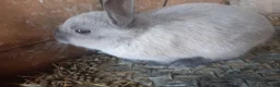 Netherland Dwarf rabbits for sale: Gorgeous Netherland Dwarf bunnies in Enfield - Advert 1