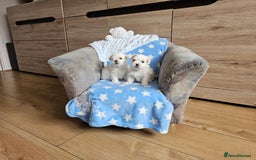Maltese dogs for sale: KC Korean Maltese Terrier Puppies - Image 14
