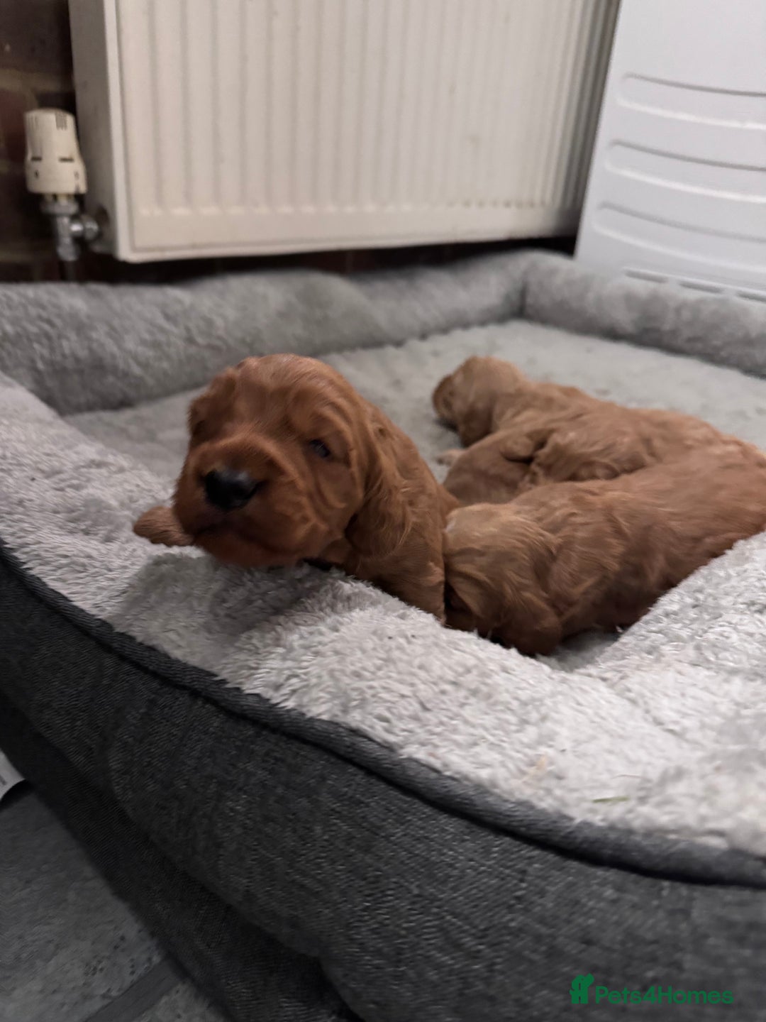 Cockapoo dogs for sale: Beautiful F1 Cavapoo pups  - Image 5