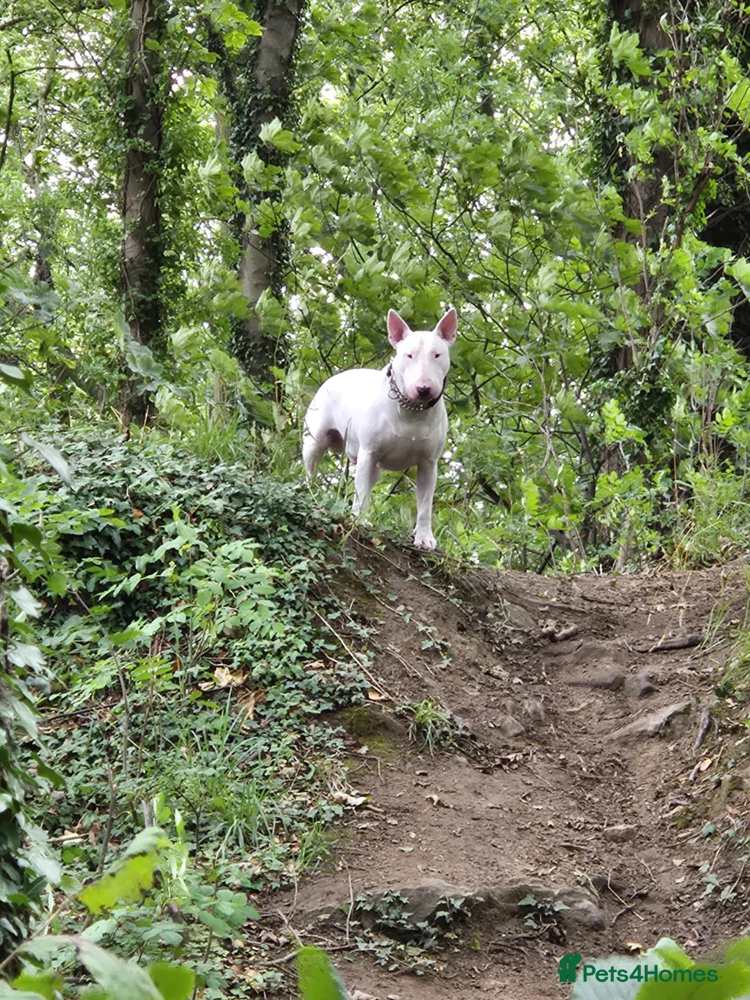 English Bull Terrier dogs for stud: Axel englishbull terrier stud - Advert 4