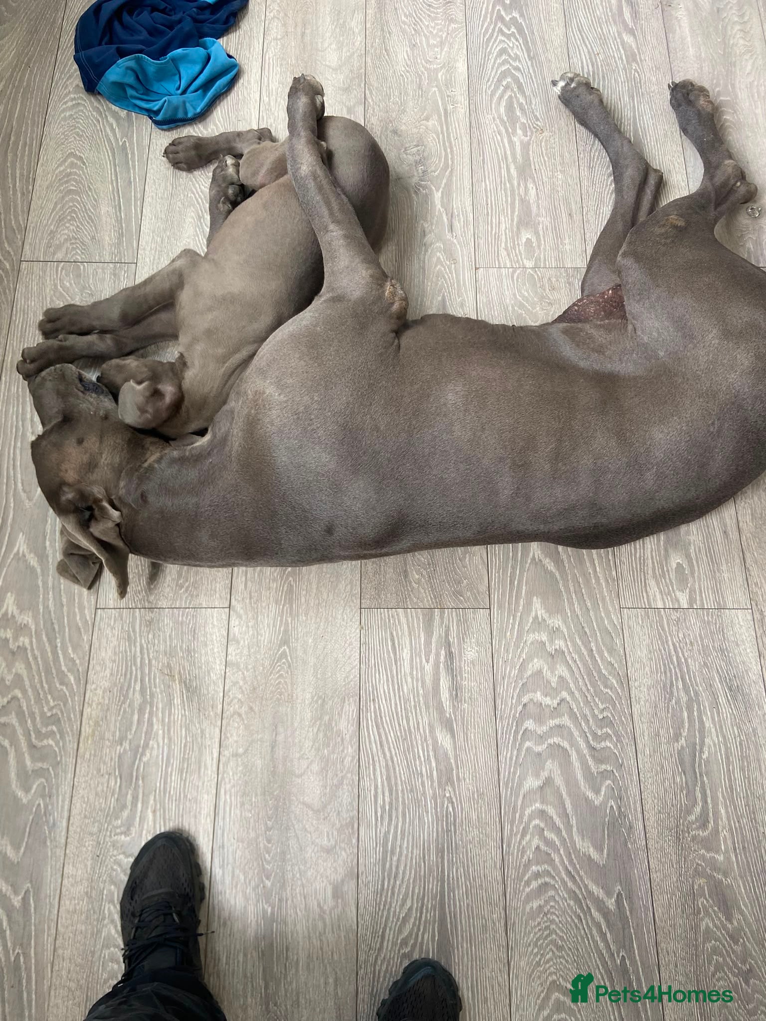 Great Dane dogs Beautiful purebred Great Dane puppies  - Advert 2