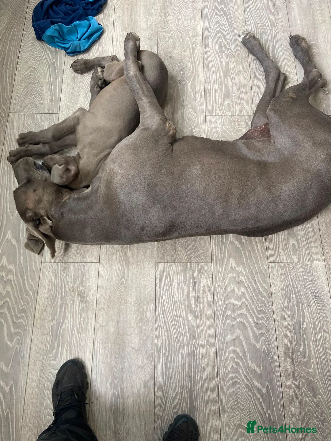 Great Dane dogs for sale: Beautiful purebred Great Dane puppies  - Advert 2