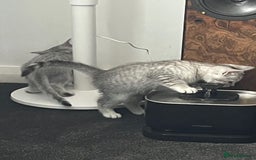 British Shorthair cats for sale: Beautiful British Shorthair Kittens... - Image 6