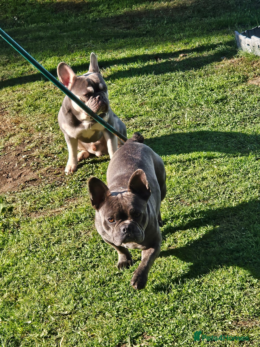 French Bulldog dogs for sale: French bulldog frenchie puppies  - Advert 3