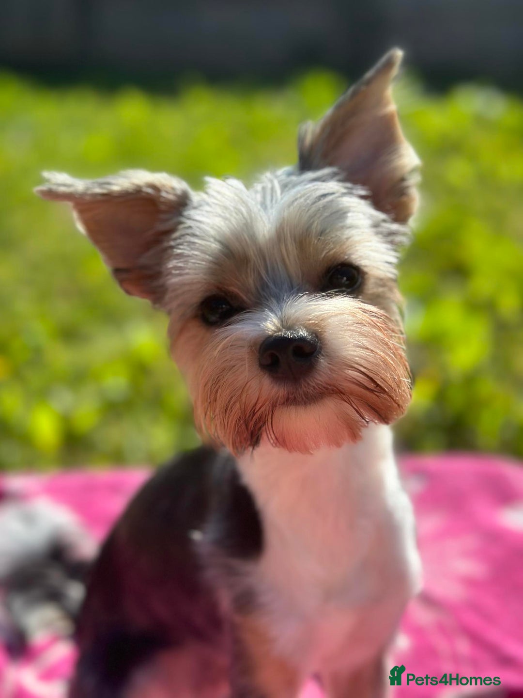 Yorkshire Terrier dogs for stud: DNA TESTED Biewer Yorkshire Terrier for stud in Birkenhead - Image 3