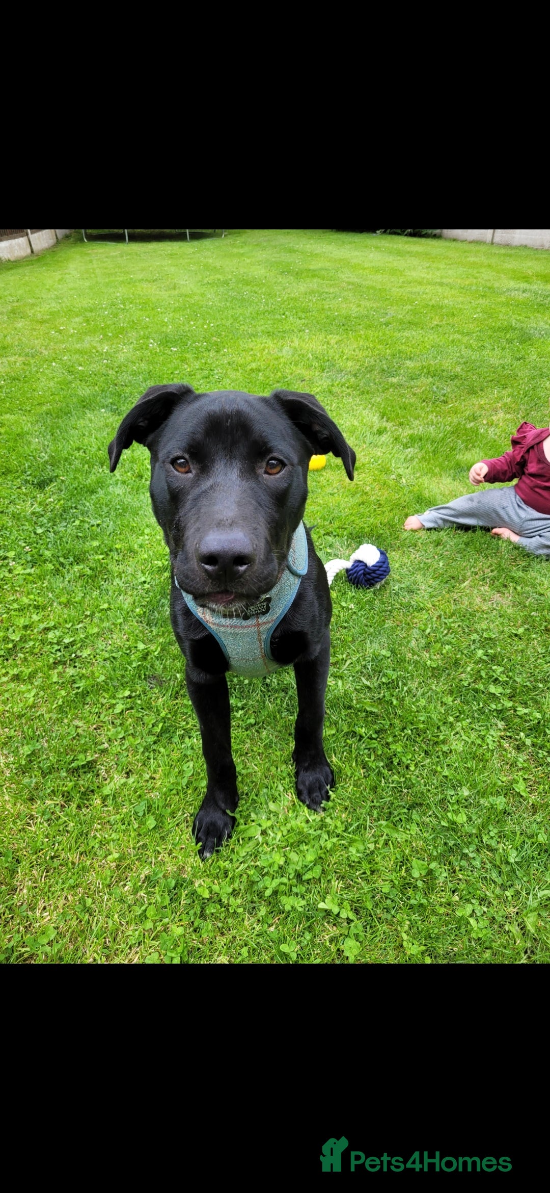 Mixed Breed dogs for sale: Max - 2 ½ years old - Image 1