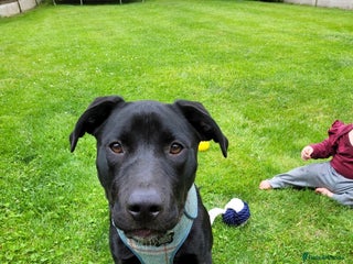 Mixed Breed dogs - Advert 29